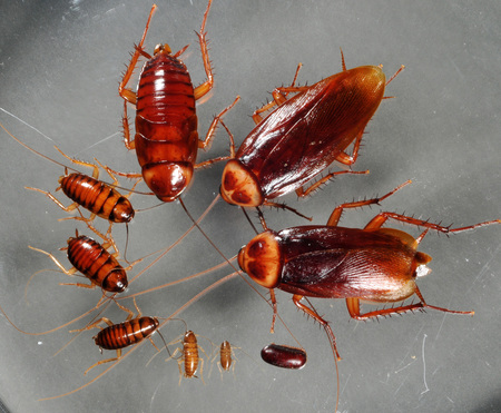 Cockroach - La cucaracha, the cockroach